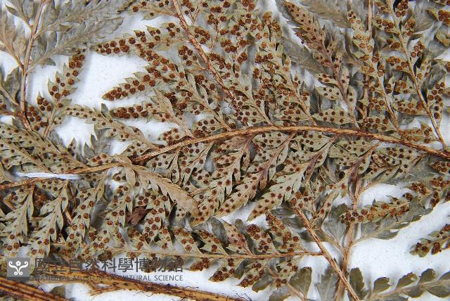 細葉複葉耳蕨藏品圖，第5張