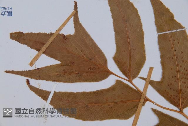 細齒貫眾蕨藏品圖，第5張