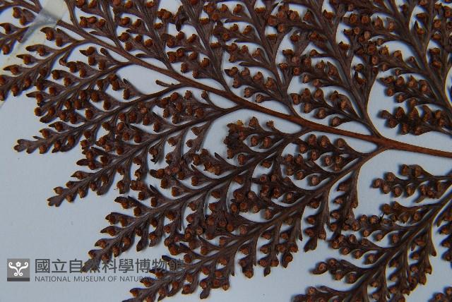 杯狀蓋陰石蕨藏品圖，第8張