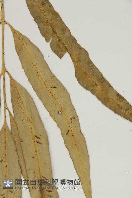 南海鐵角蕨藏品圖，第5張