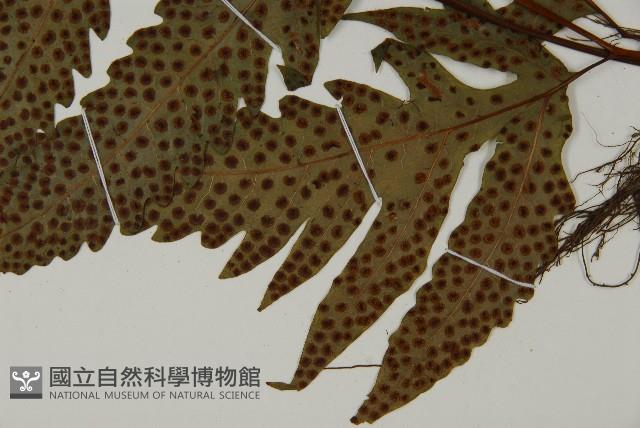 蛇脈三叉蕨藏品圖，第7張