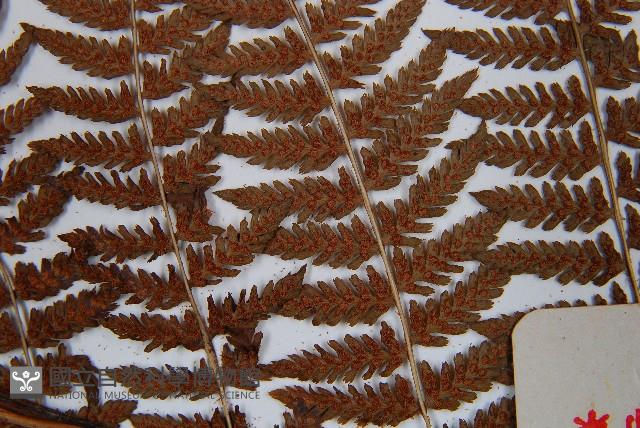 Accession Number:P003421 Collection Image, Figure 5, Total 5 Figures