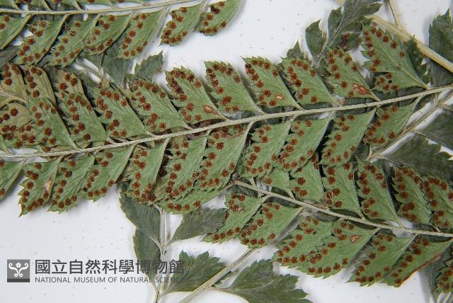 Accession Number:P010821 Collection Image, Figure 4, Total 5 Figures