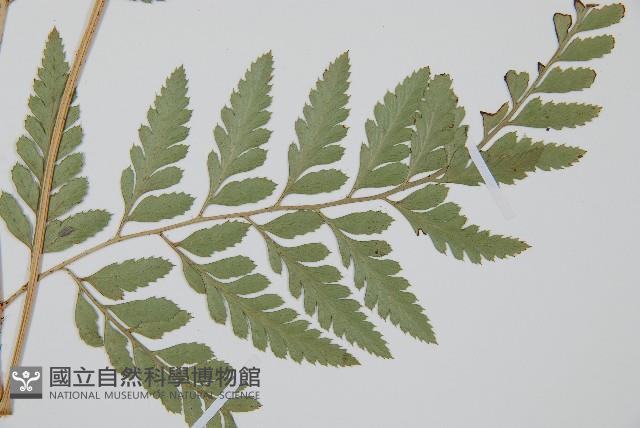 登錄號:P005821藏品圖，第5張