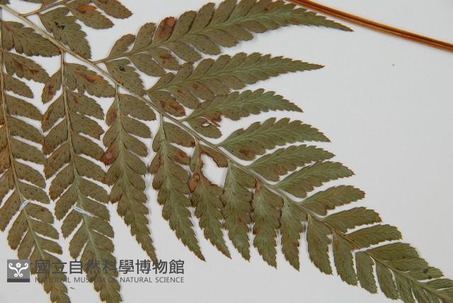 小葉複葉耳蕨藏品圖，第5張