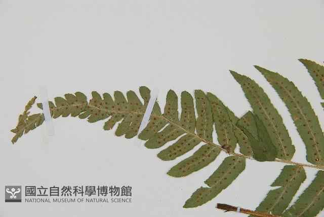 桫欏鱗毛蕨藏品圖，第5張