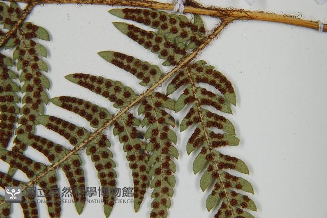 華中介蕨藏品圖，第5張
