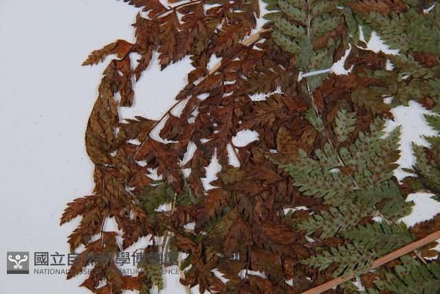 細裂蹄蓋蕨藏品圖，第3張