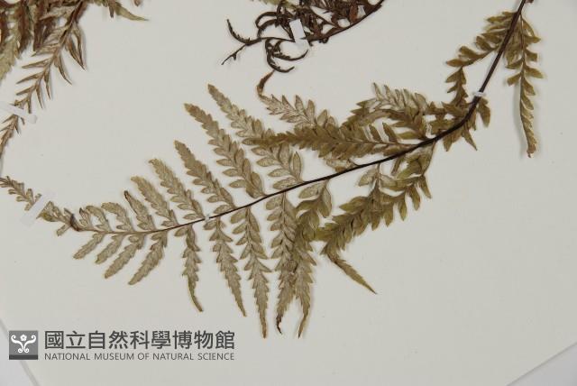 粉葉蕨藏品圖，第5張