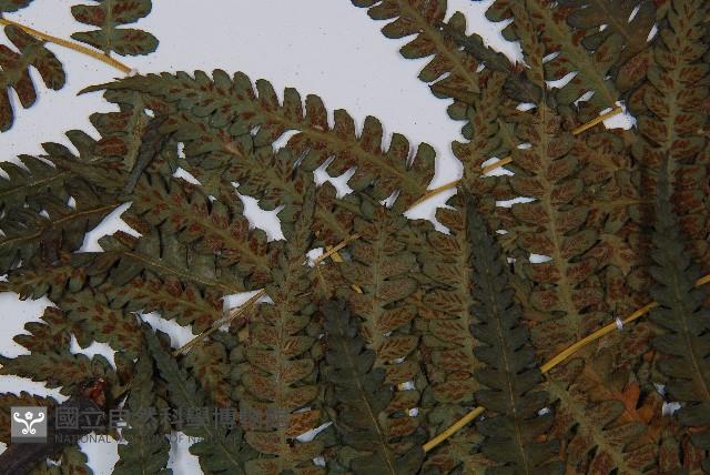 奄美短腸蕨藏品圖，第8張