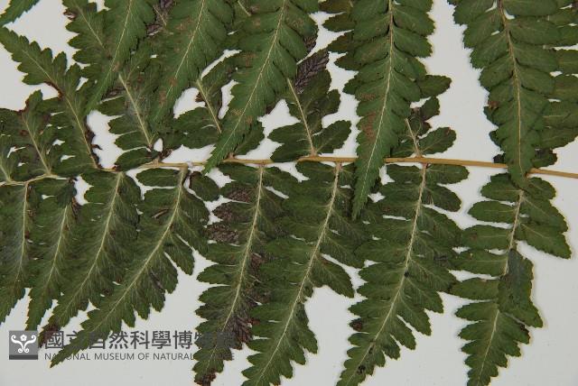 阿里山蹄蓋蕨藏品圖，第5張