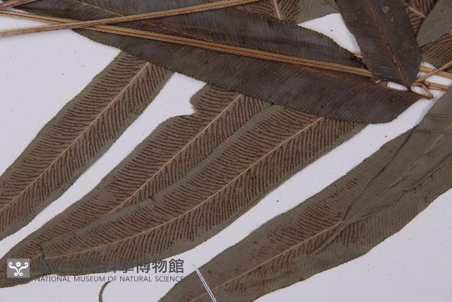 華鳳丫蕨藏品圖，第5張