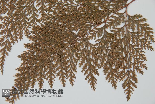 海州骨碎補藏品圖，第5張