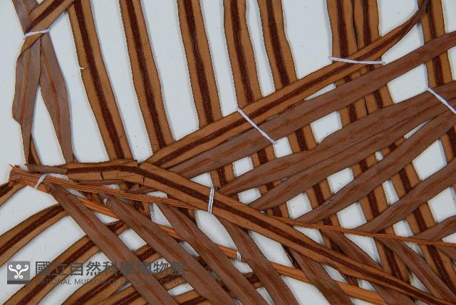 烏毛蕨藏品圖，第4張