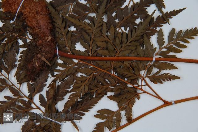 大葉骨碎補藏品圖，第5張