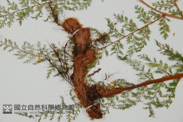 小膜蓋蕨、臺灣小膜蓋蕨藏品圖，第5張
