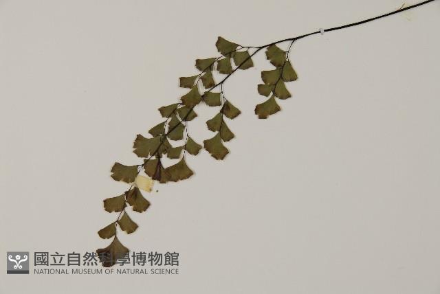 鐵線蕨藏品圖，第5張