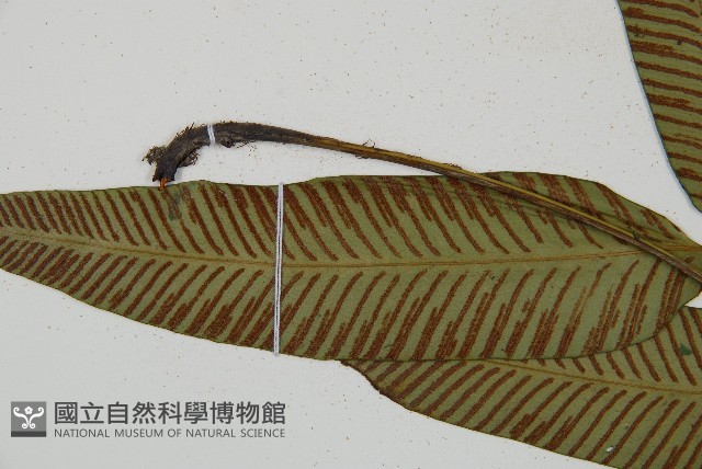 隱脈細柄雙蓋蕨藏品圖，第8張