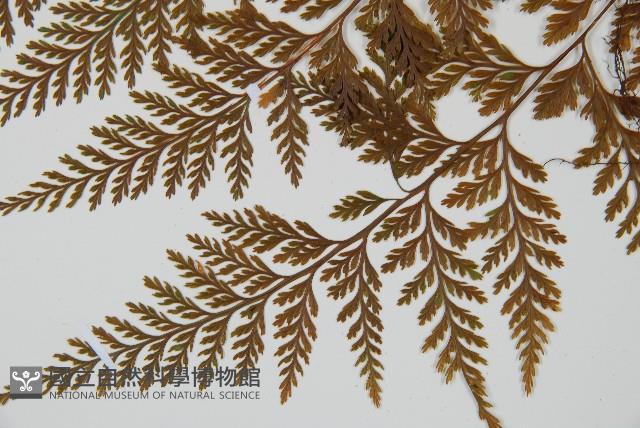 海州骨碎補藏品圖，第5張