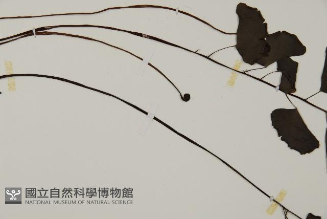 半月形鐵線蕨藏品圖，第5張