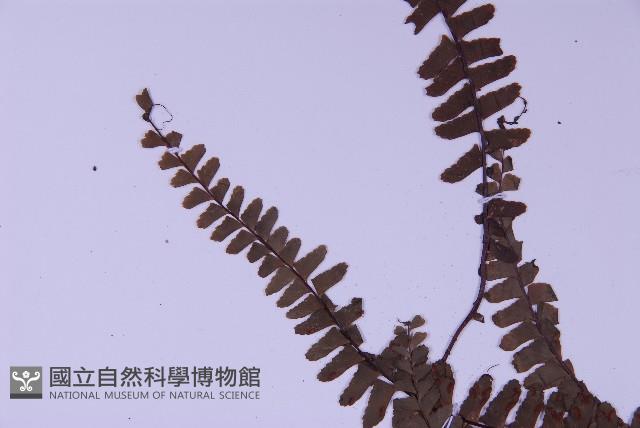 生芽鐵角蕨藏品圖，第5張