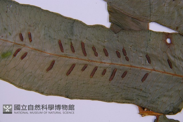 腸蕨藏品圖，第5張
