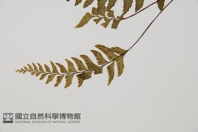 單邊鐵角蕨藏品圖，第5張