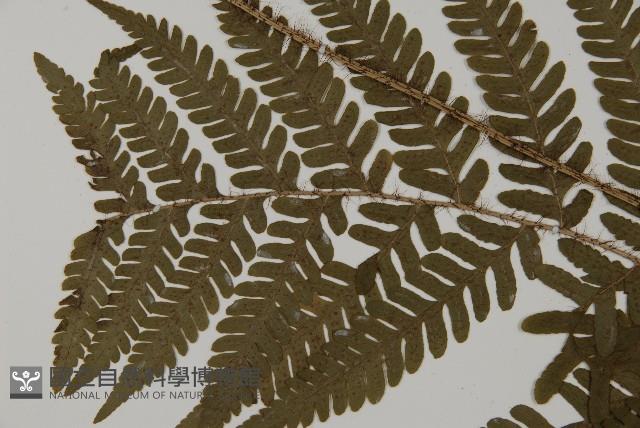 愛德氏肋毛蕨藏品圖，第5張