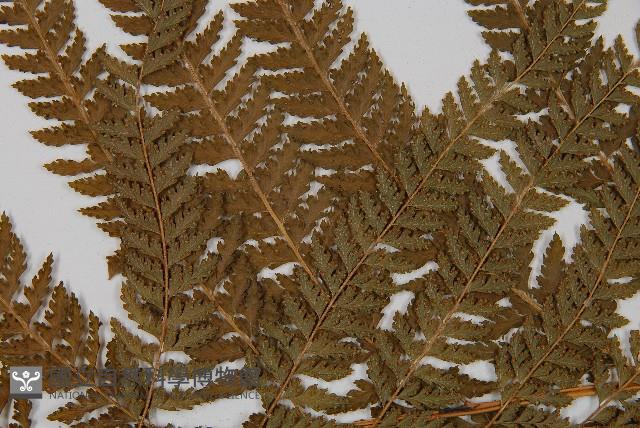 粗毛鱗蓋蕨藏品圖，第5張