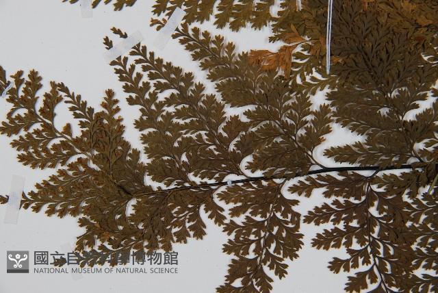 華南鐵角蕨藏品圖，第5張