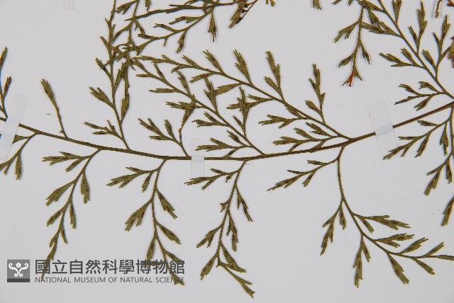 威氏鐵角蕨藏品圖，第5張