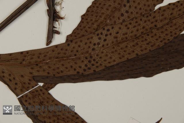 翅柄三叉蕨藏品圖，第5張