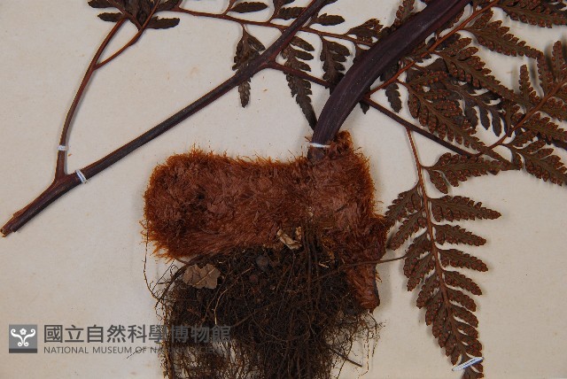 大葉骨碎補、台灣骨碎補、骨碎補藏品圖，第5張