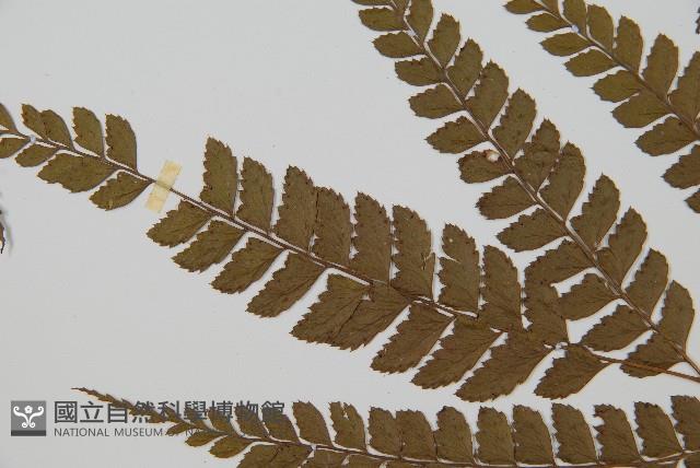 斜方複葉耳蕨藏品圖，第4張