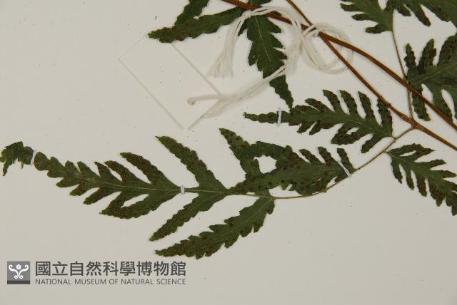薄葉三叉蕨藏品圖，第5張