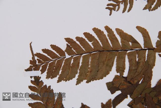 單邊鐵角蕨藏品圖，第5張