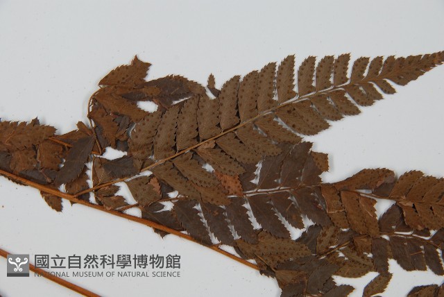 中華複葉耳蕨藏品圖，第5張