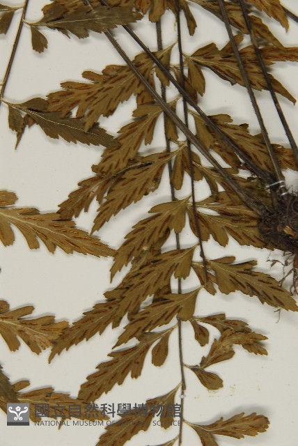 裂葉鐵角蕨藏品圖，第8張