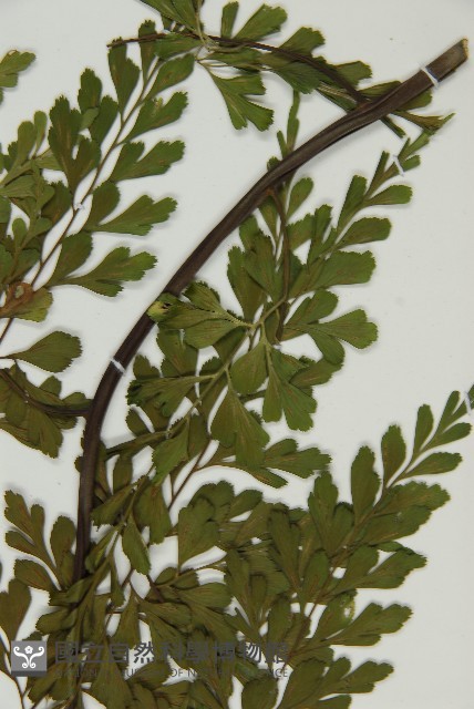 大黑柄鐵角蕨、黃鱗鐵角蕨、大羽鐵角蕨藏品圖，第5張