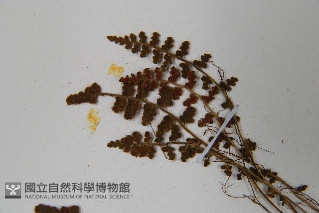 鐵角蕨藏品圖，第5張