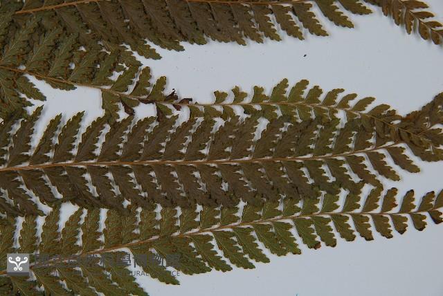 粗毛鱗蓋蕨藏品圖，第8張