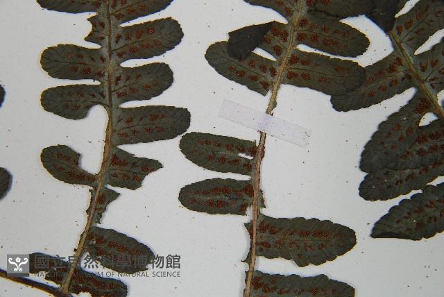 黑葉貞蕨藏品圖，第5張