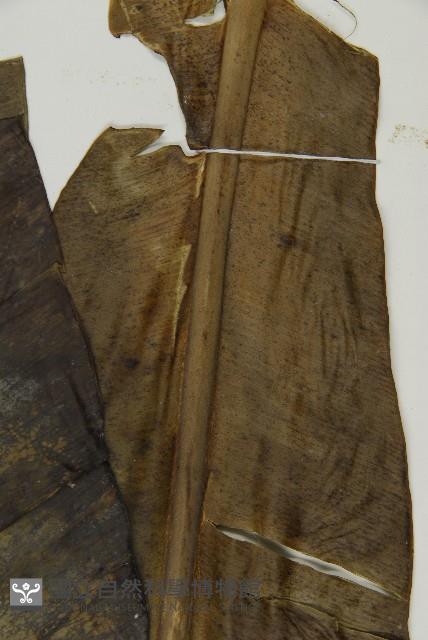 臺灣山蘇花藏品圖，第5張