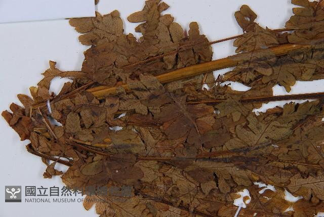 薄蓋短腸蕨藏品圖，第5張