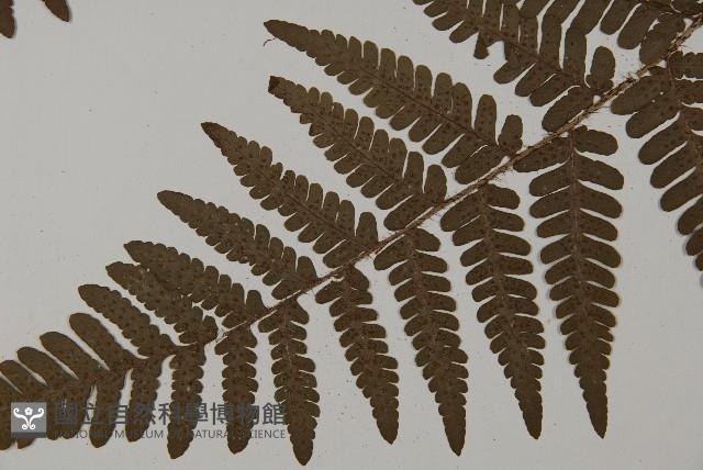 愛德氏肋毛蕨藏品圖，第5張