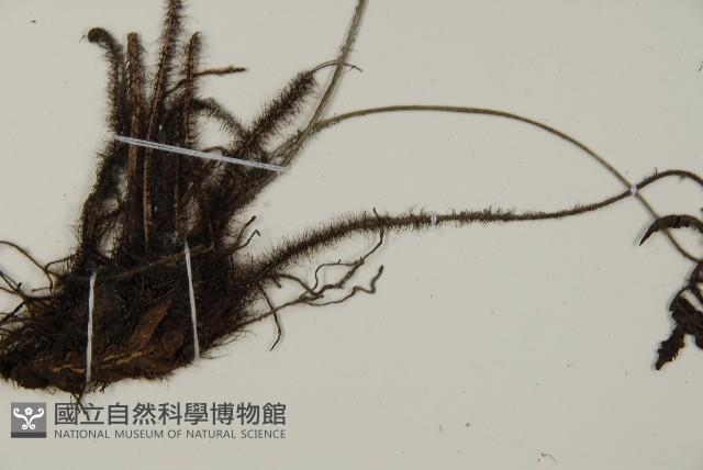 愛德氏肋毛蕨藏品圖，第5張