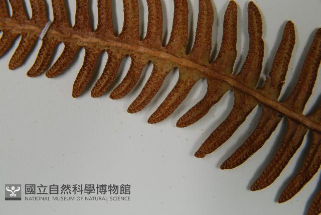 馬來陰石蕨藏品圖，第5張