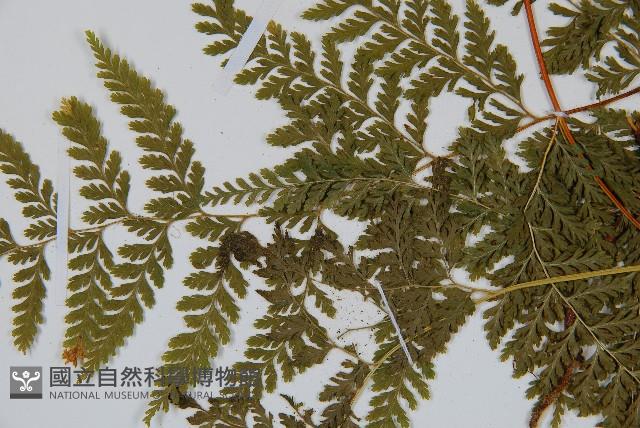 碗蕨藏品圖，第5張