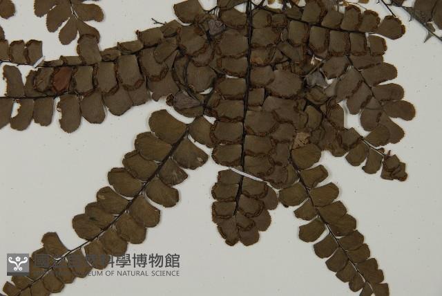 扇葉鐵線蕨藏品圖，第4張
