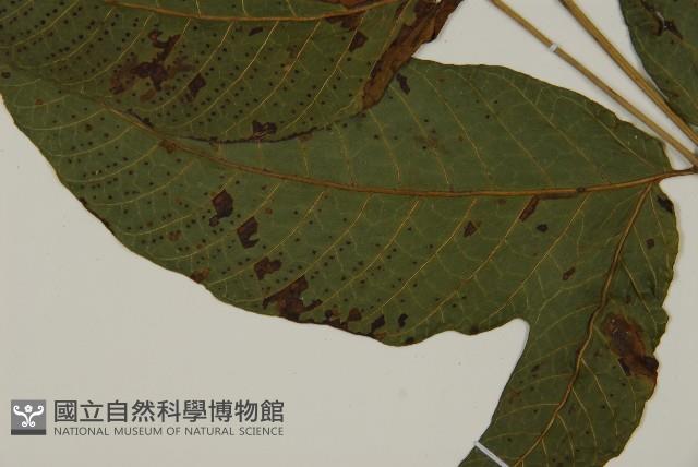 南投三叉蕨藏品圖，第8張